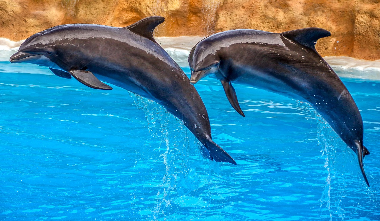 dolphins, animal, nature, dolphin show, water, swim, leap, synchronous, show, animal show, swimming pool, fish, creature, rivers, action attraction, presentation, blue, brown, gray, pool, game, sea creatures, friendly, water surface, dolphins, dolphins, dolphins, dolphins, dolphins