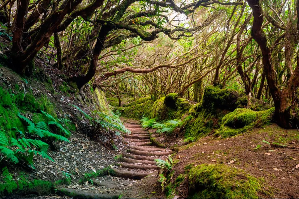 Un sendero a través de un bosque con árboles cubiertos de musgo.