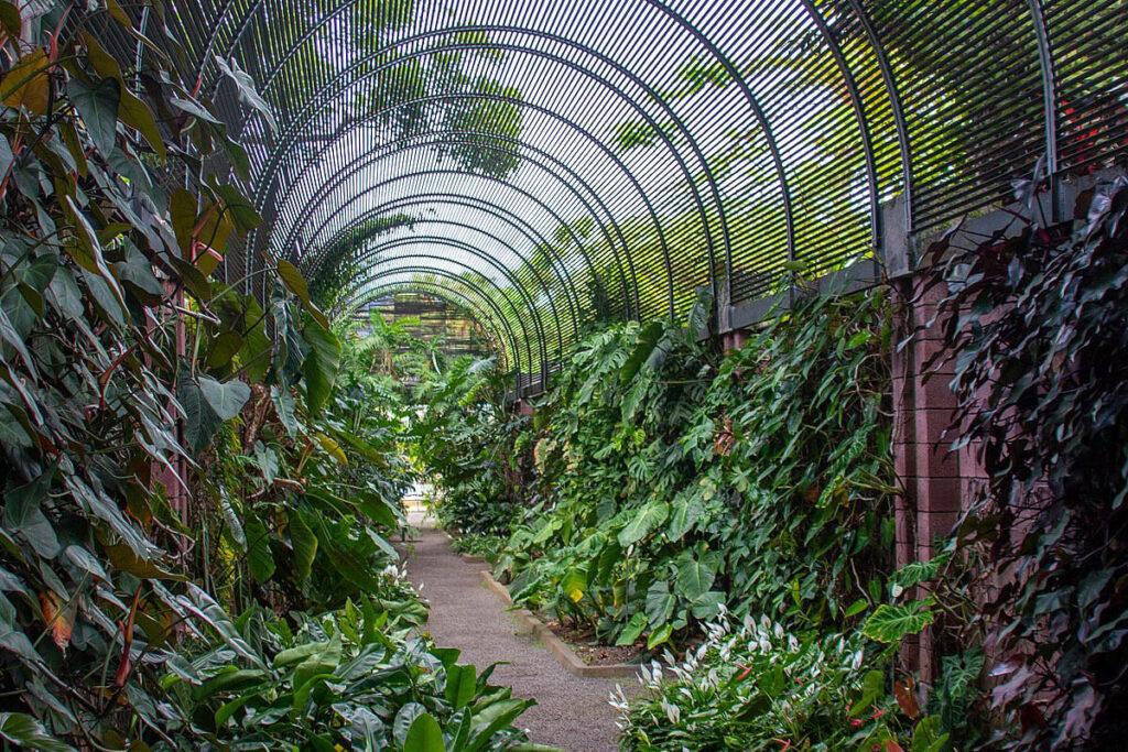 Un sendero rodeado de plantas que forma un túnel verde y natural.